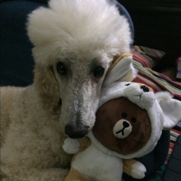 Moving soon! Please make an offer!🙏💕😘 - Picture 2 of 2